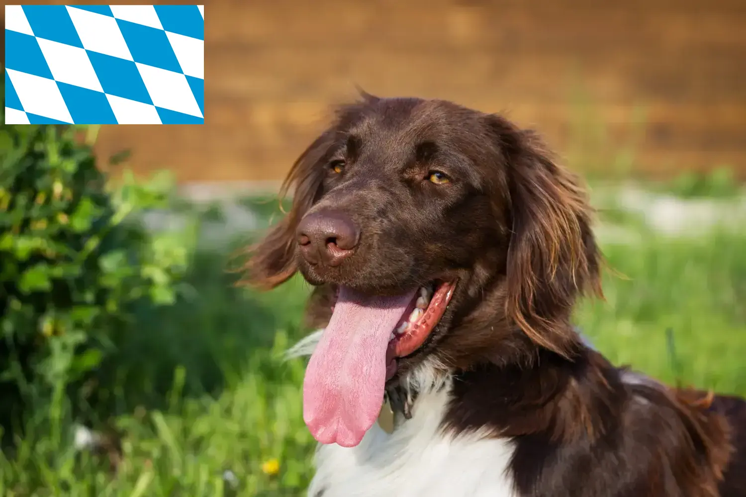 Read more about the article Small Münsterländer breeder and puppies in Bavaria