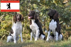 Read more about the article Small Münsterländer breeder and puppies in Berlin