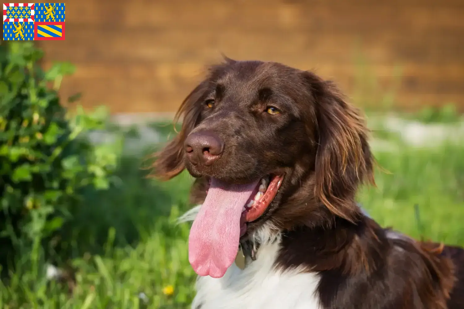 Read more about the article Small Münsterländer breeder and puppies in Bourgogne-Franche-Comté