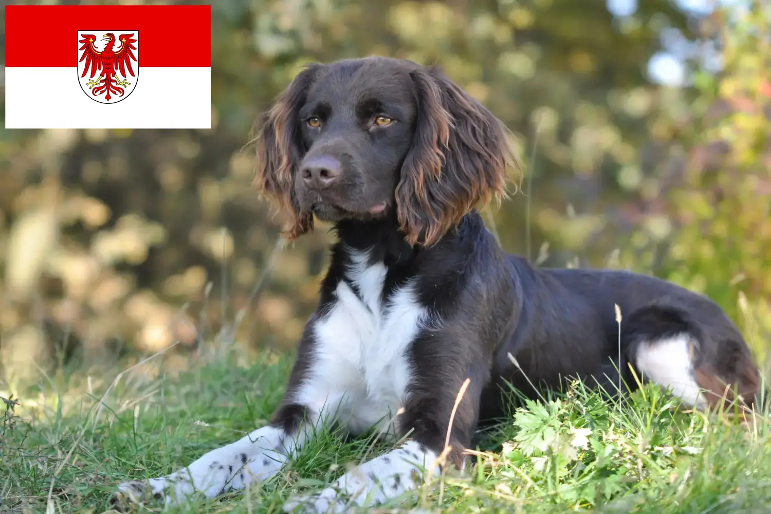 Read more about the article Small Münsterländer breeder and puppies in Brandenburg