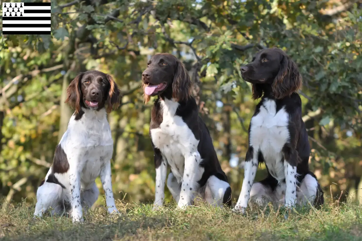 Read more about the article Small Münsterländer breeder and puppies in Brittany