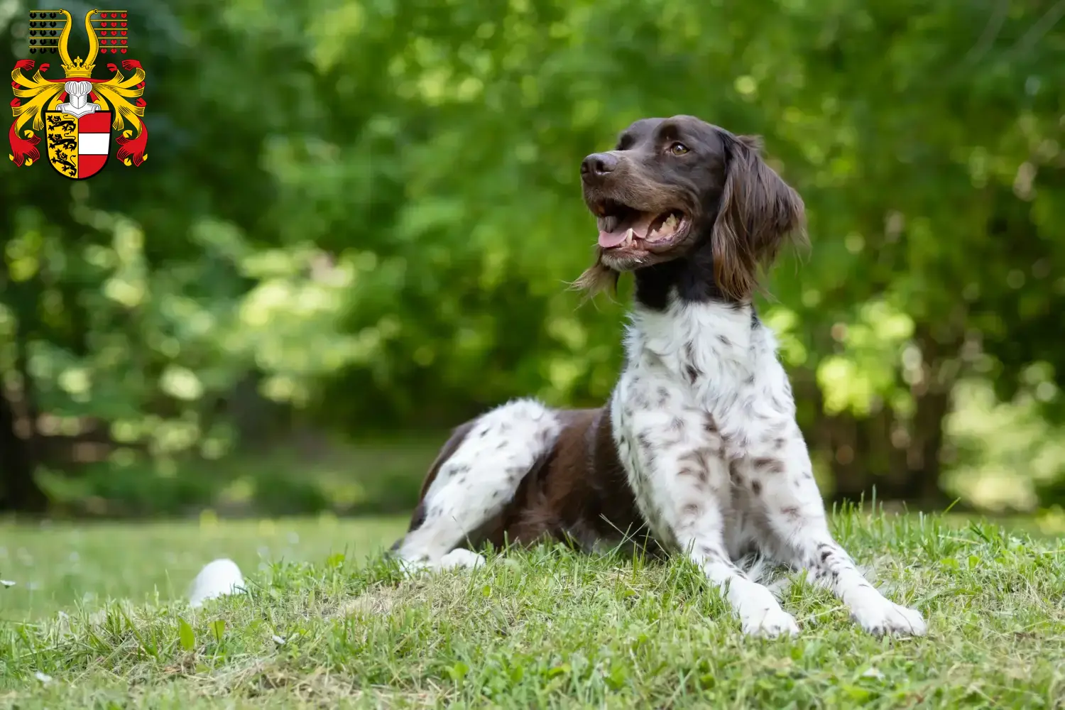 Read more about the article Small Münsterländer breeder and puppies in Carinthia