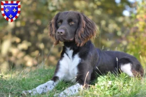 Read more about the article Small Münsterländer breeder and puppies in Centre-Val de Loire