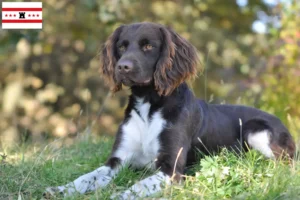 Read more about the article Small Münsterländer breeder and puppies in Drenthe