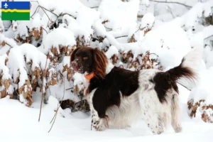 Read more about the article Small Münsterländer breeder and puppies in Flevoland