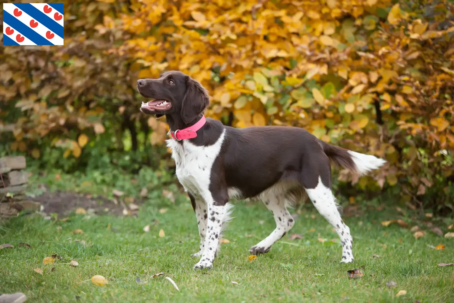 Read more about the article Small Münsterländer breeder and puppies in Friesland