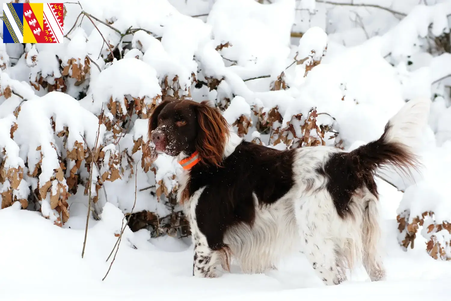 Read more about the article Small Münsterländer breeder and puppies in Grand Est