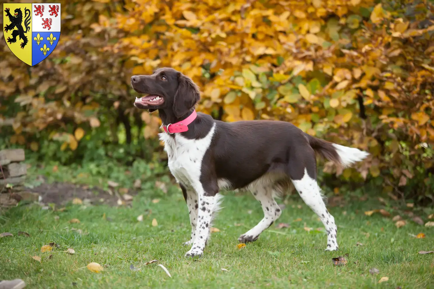 Read more about the article Small Münsterländer breeder and puppies in Hauts-de-France