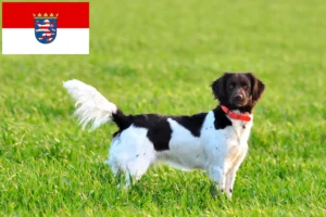 Read more about the article Small Münsterländer breeder and puppies in Hessen