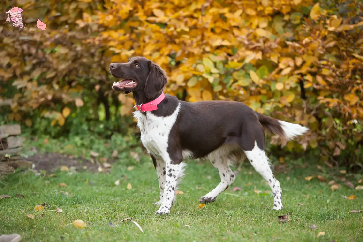 Read more about the article Small Münsterländer breeder and puppies in Hovedstaden