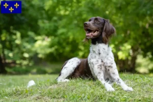 Read more about the article Small Münsterländer breeder and puppies in Île-de-France