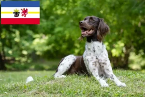 Read more about the article Small Münsterländer breeder and puppies in Mecklenburg-Vorpommern