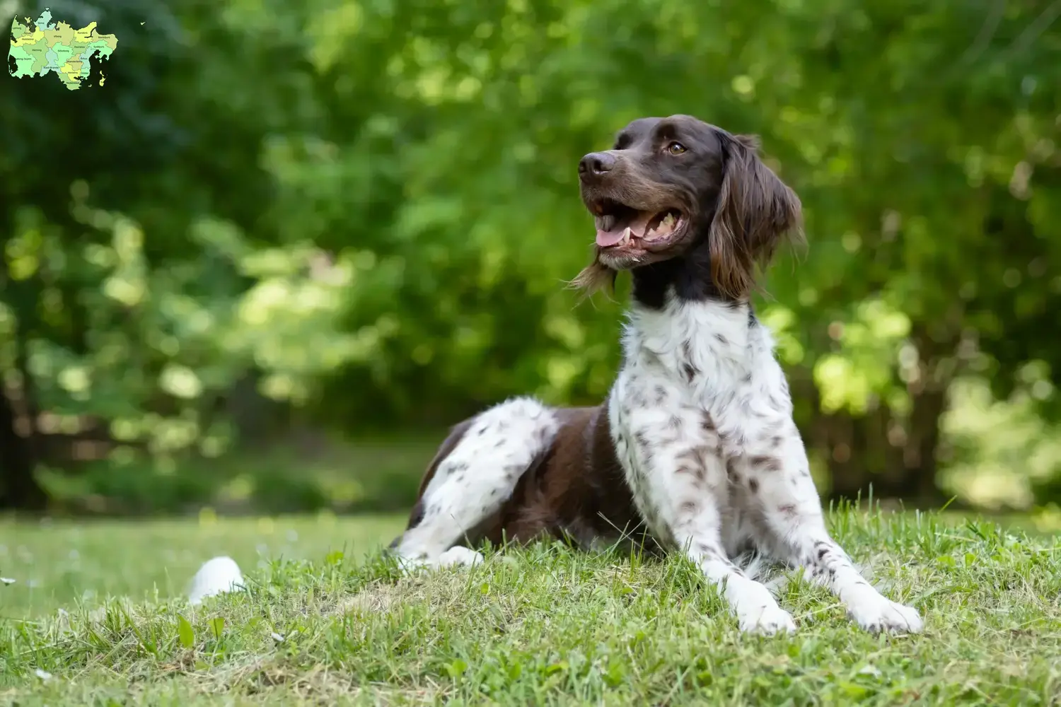 Read more about the article Small Münsterländer breeder and puppies in Midtjylland