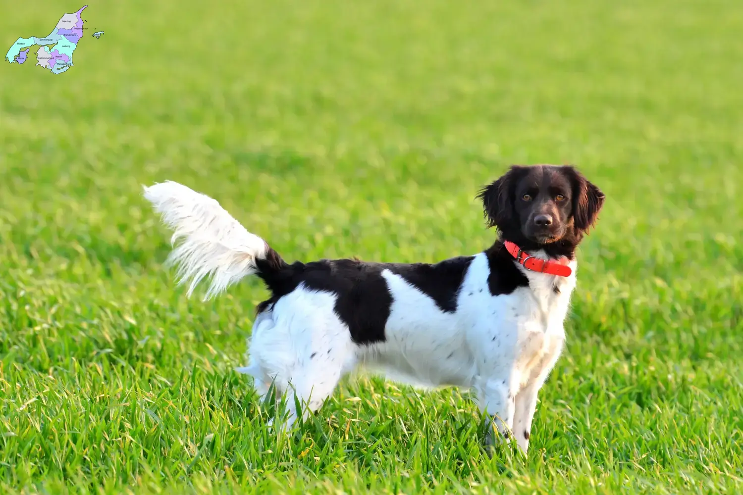 Read more about the article Small Münsterländer breeder and puppies in Nordjylland