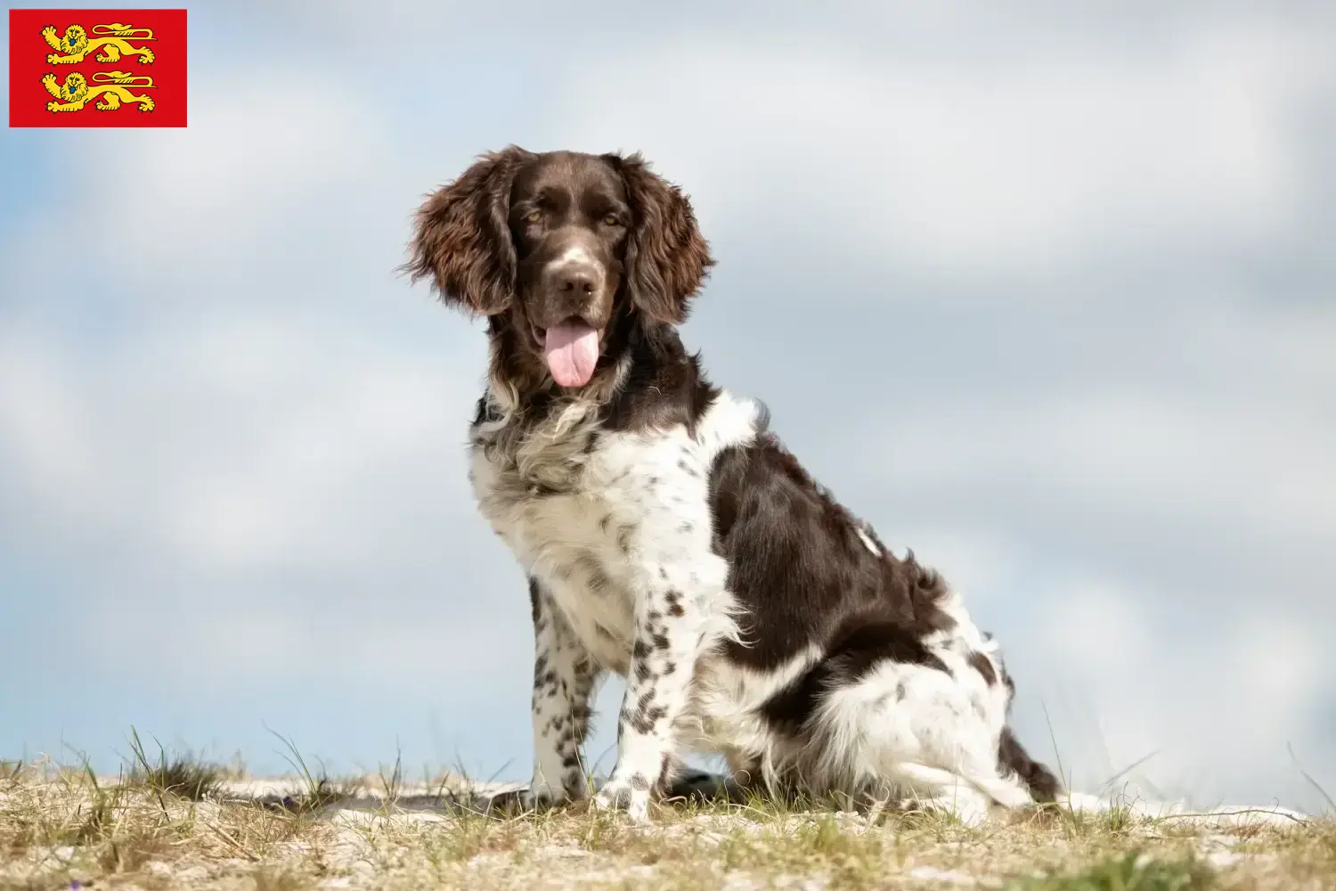 Read more about the article Small Münsterländer breeder and puppies in Normandy