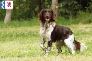 Read more about the article Small Münsterländer breeder and puppies in Nouvelle-Aquitaine