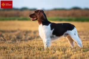 Read more about the article Small Münsterländer breeder and puppies in Occitania