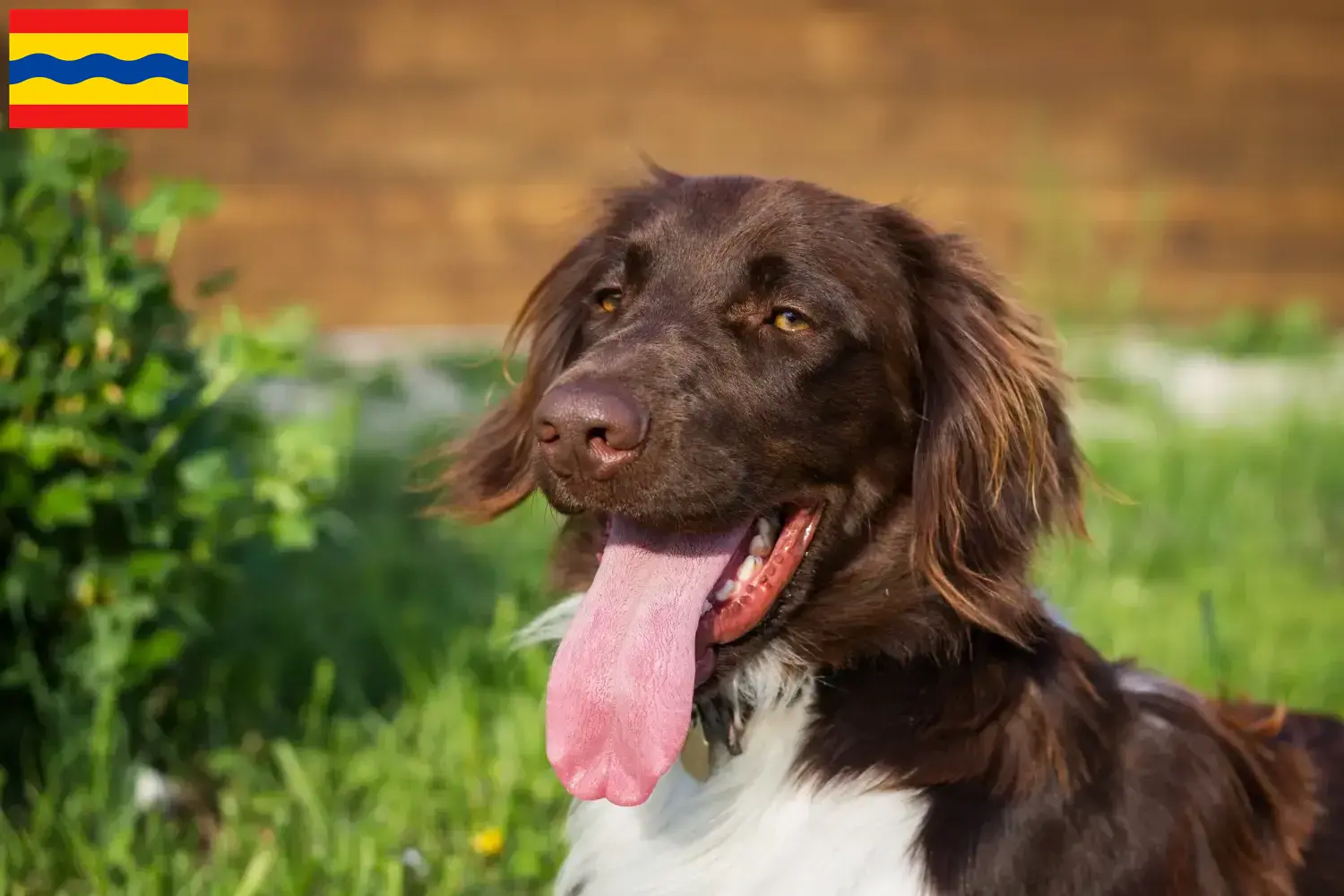 Read more about the article Small Münsterländer breeder and puppies in Overijssel