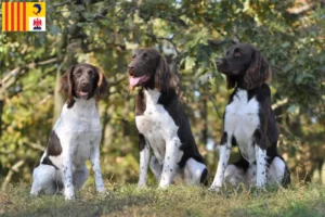 Read more about the article Small Münsterländer breeder and puppies in Provence-Alpes-Côte d’Azur