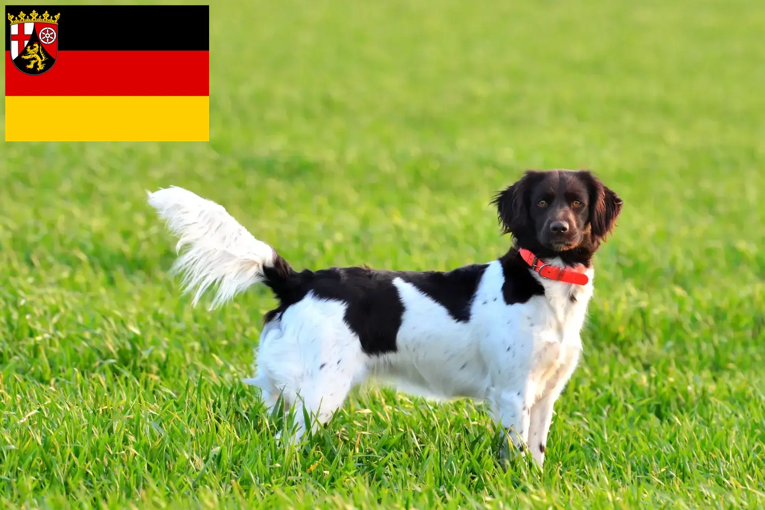 Read more about the article Small Münsterländer breeder and puppies in Rhineland-Palatinate