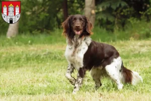 Read more about the article Small Münsterländer breeder and puppies in Salzburg