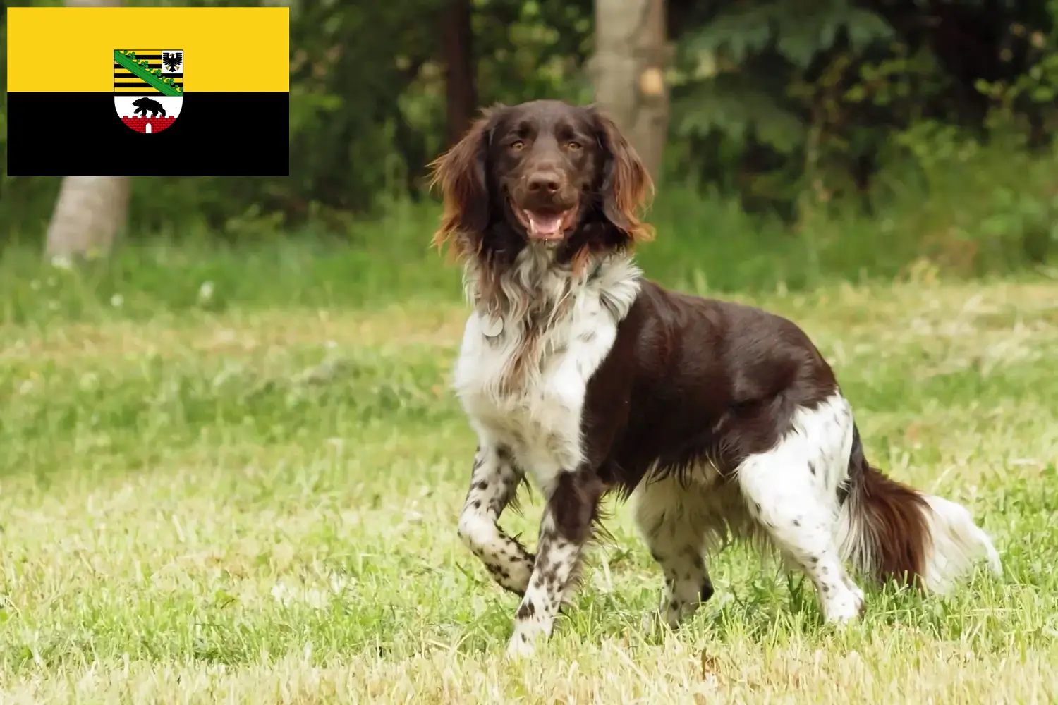 Read more about the article Small Münsterländer breeder and puppies in Saxony-Anhalt