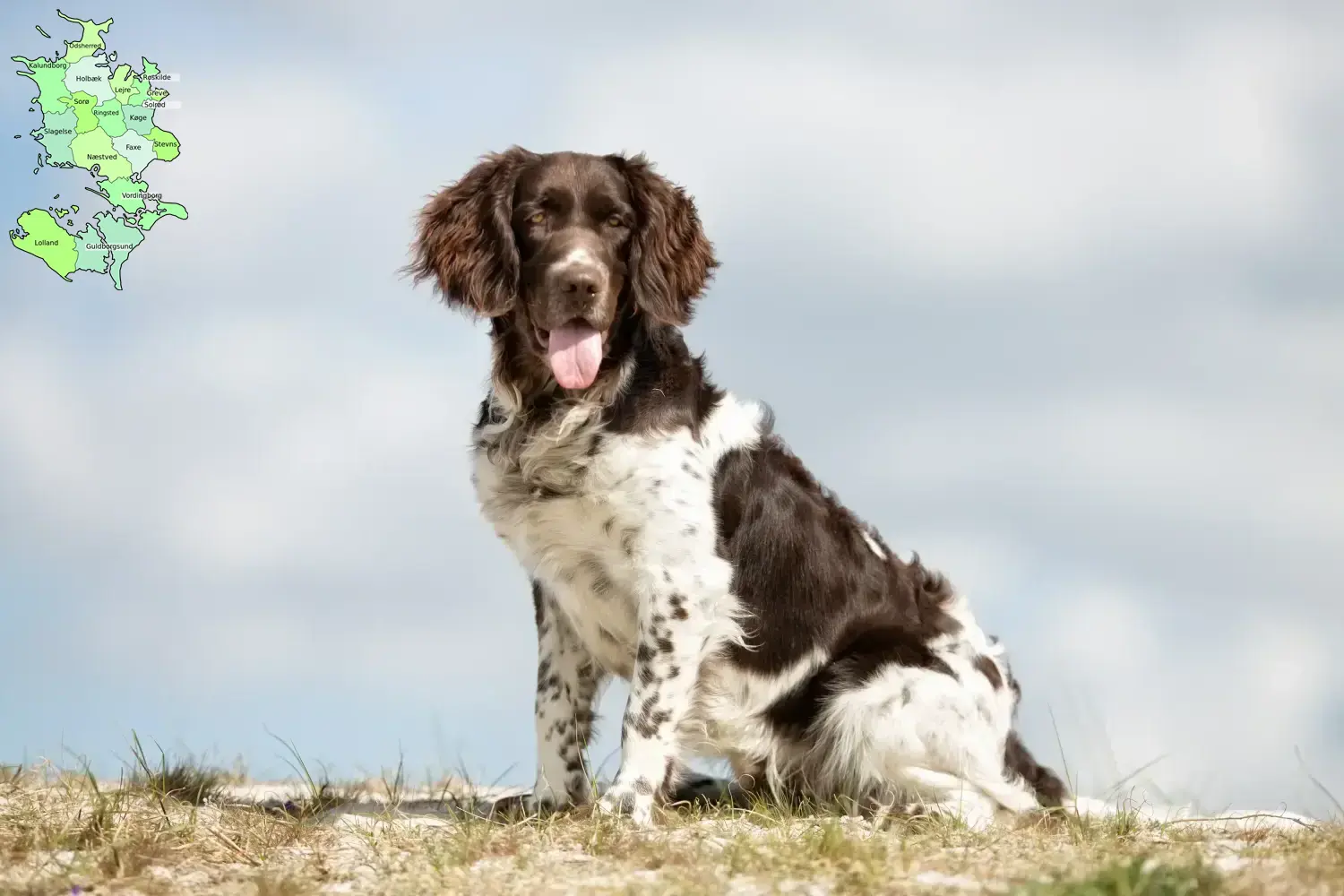 Read more about the article Small Münsterländer breeder and puppies in Sjælland