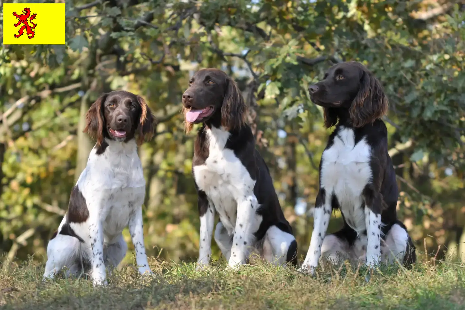 Read more about the article Small Münsterländer breeder and puppies in South Holland