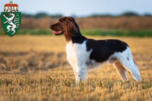 Read more about the article Small Münsterländer breeder and puppies in Styria