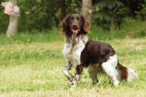 Read more about the article Small Münsterländer breeder and puppies in Syddanmark