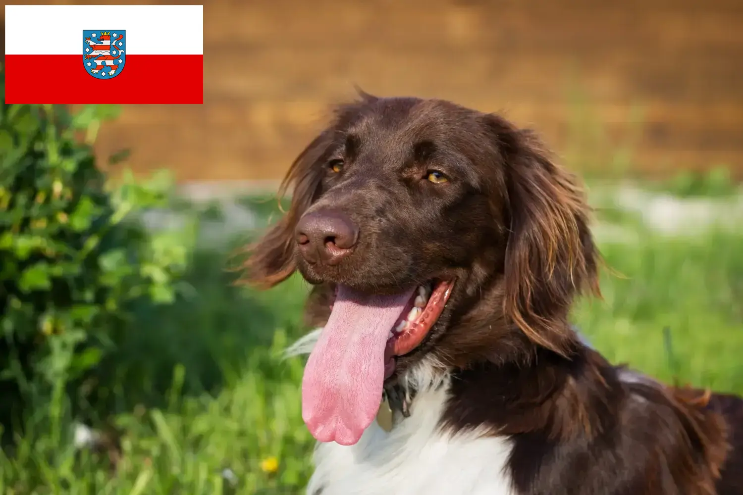 Read more about the article Small Münsterländer breeder and puppies in Thuringia