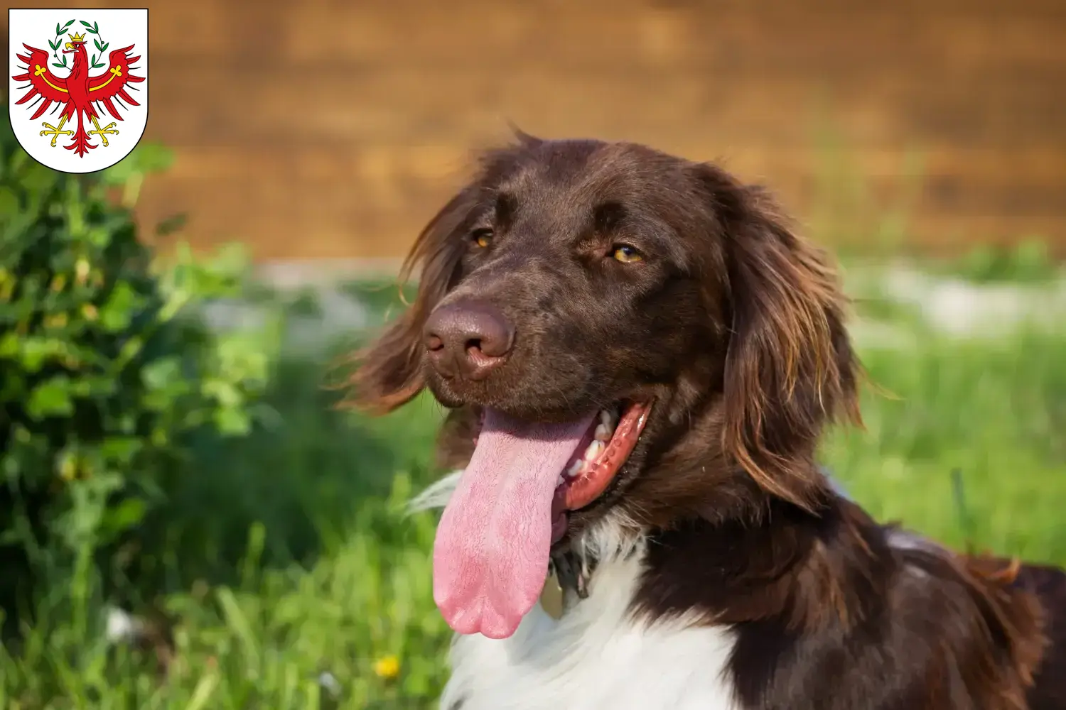 Read more about the article Small Münsterländer breeder and puppies in Tyrol