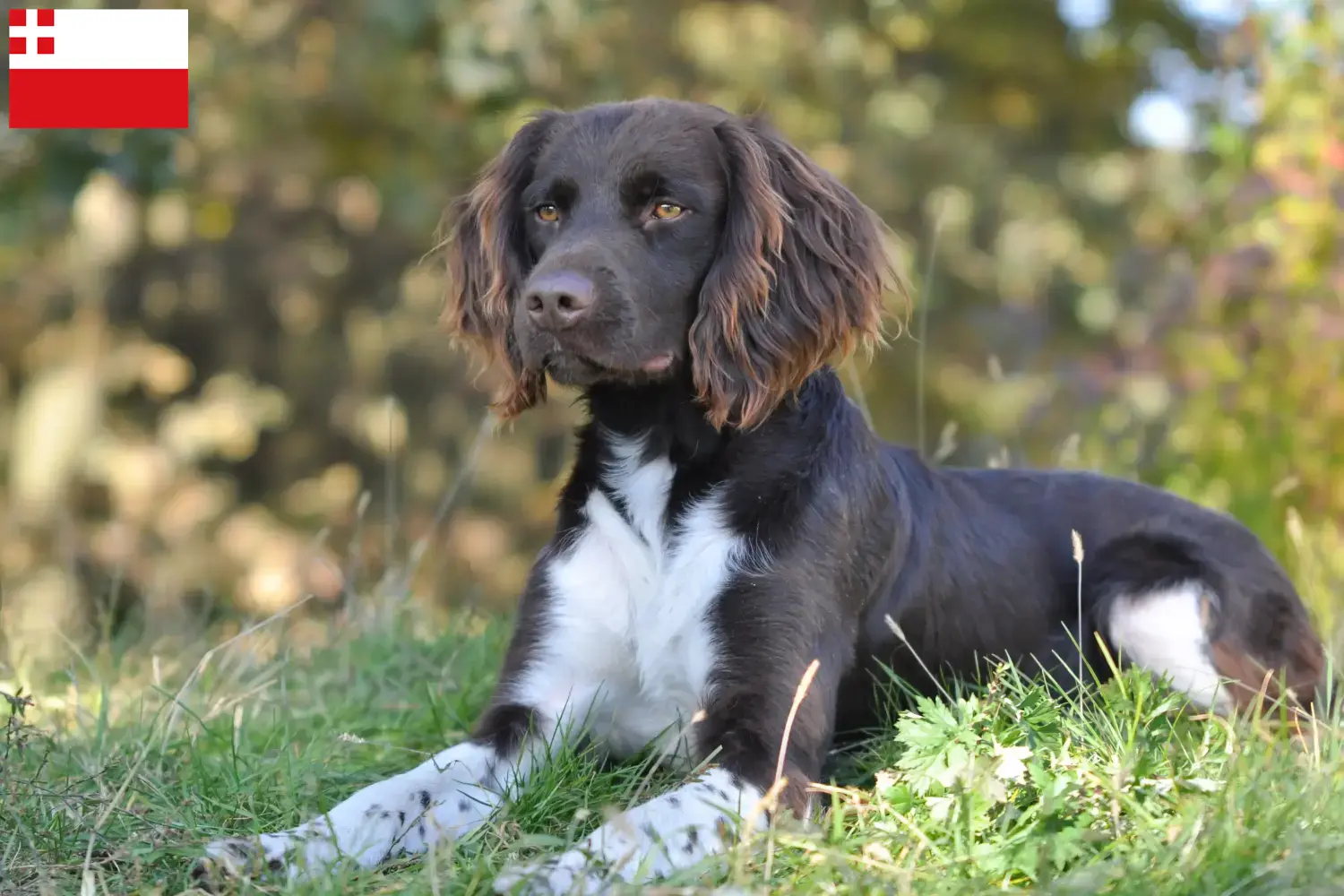 Read more about the article Small Münsterländer breeder and puppies in Utrecht