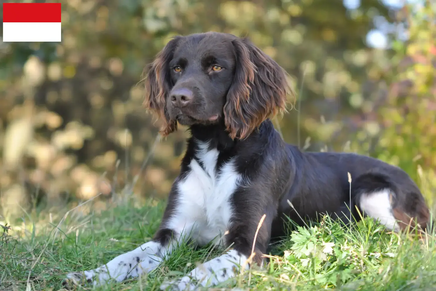 Read more about the article Small Münsterländer breeder and puppies in Vienna