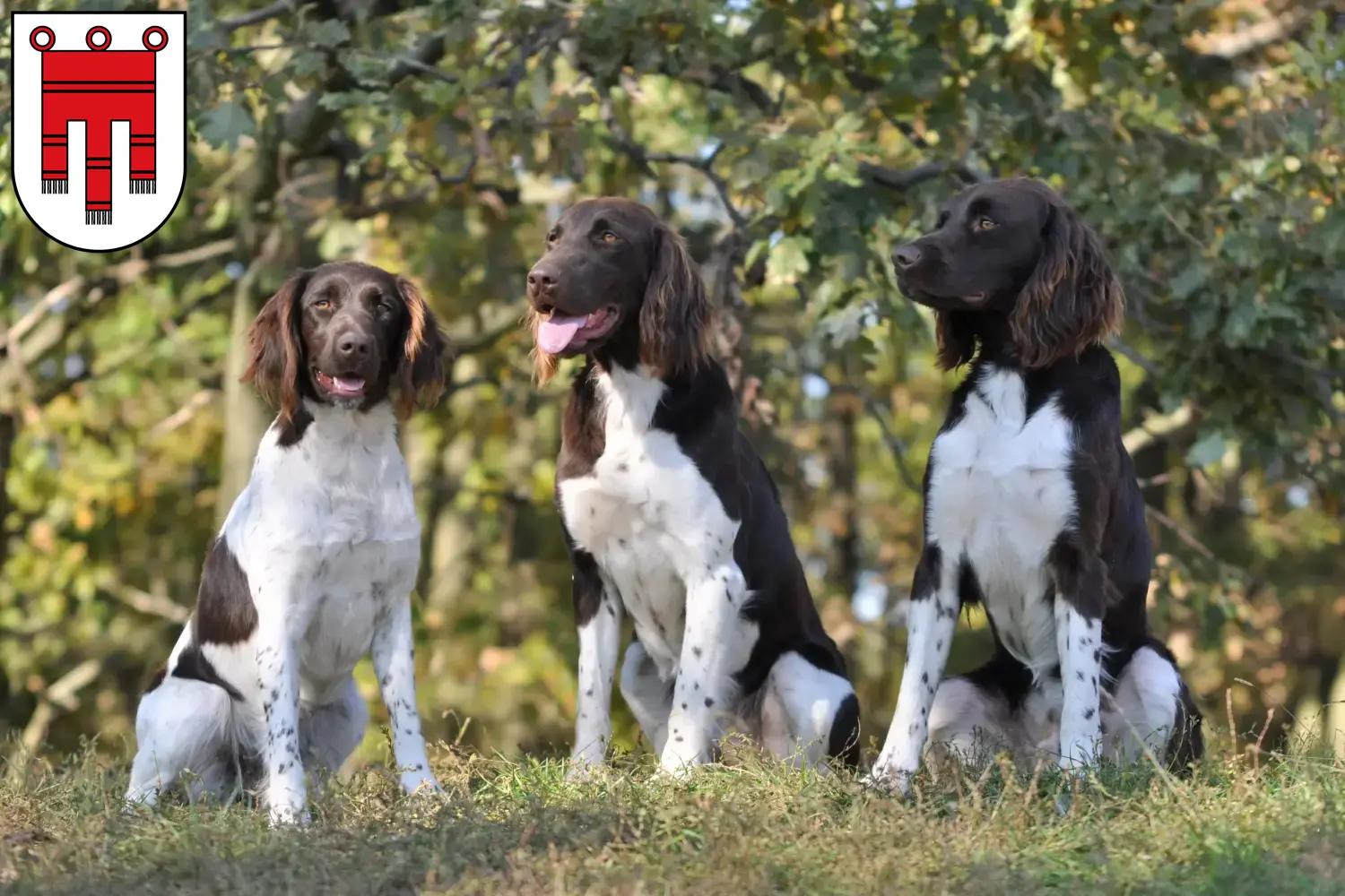 Read more about the article Small Münsterländer breeder and puppies in Vorarlberg