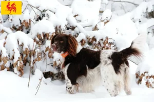 Read more about the article Small Münsterländer breeder and puppies in Walloon region