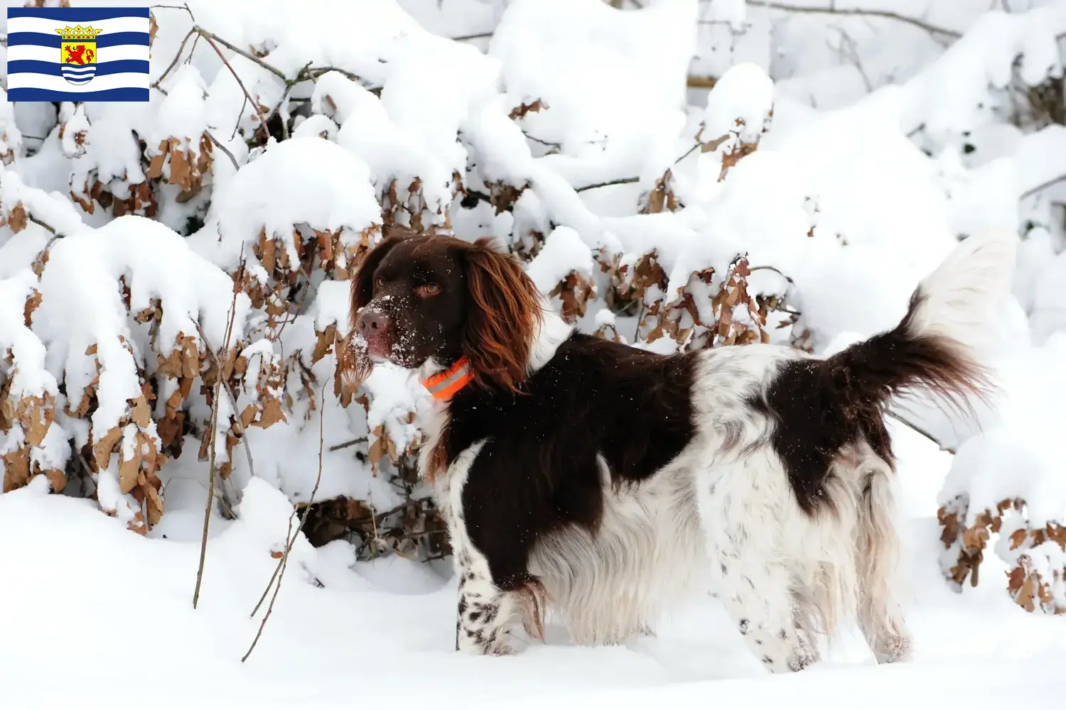 Read more about the article Small Münsterländer breeder and puppies in Zeeland