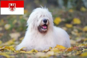 Read more about the article South Russian Ovtcharka breeder and puppies in Brandenburg