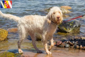 Read more about the article Spinone Italiano breeders and puppies in Grand Est