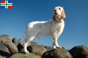 Read more about the article Spinone Italiano breeders and puppies in Groningen