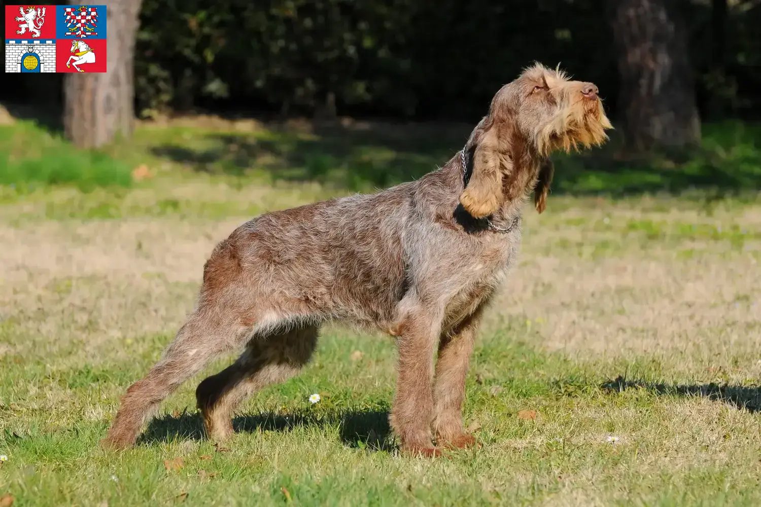 Read more about the article Spinone Italiano breeders and puppies in Pardubice