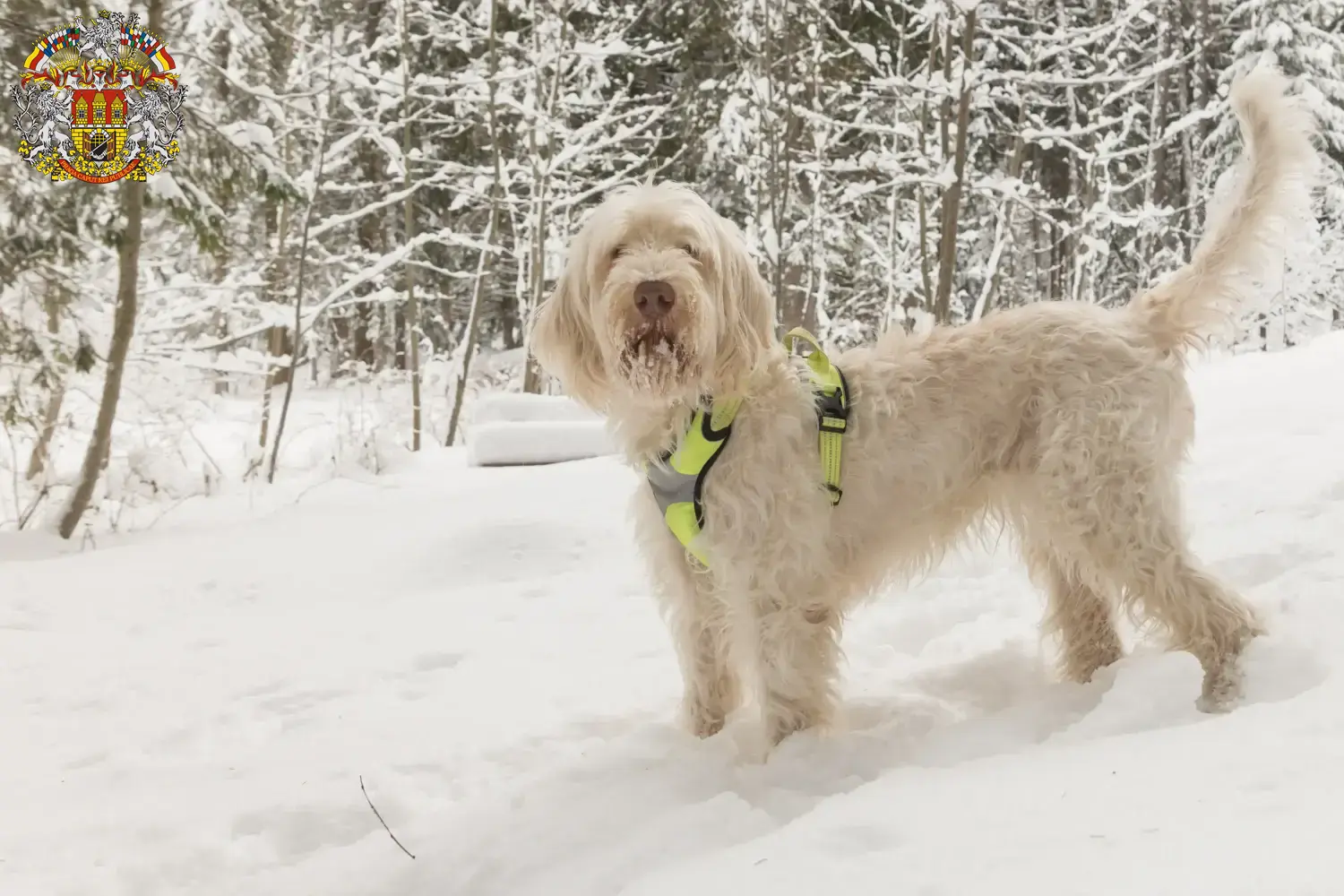 Read more about the article Spinone Italiano breeders and puppies in Prague