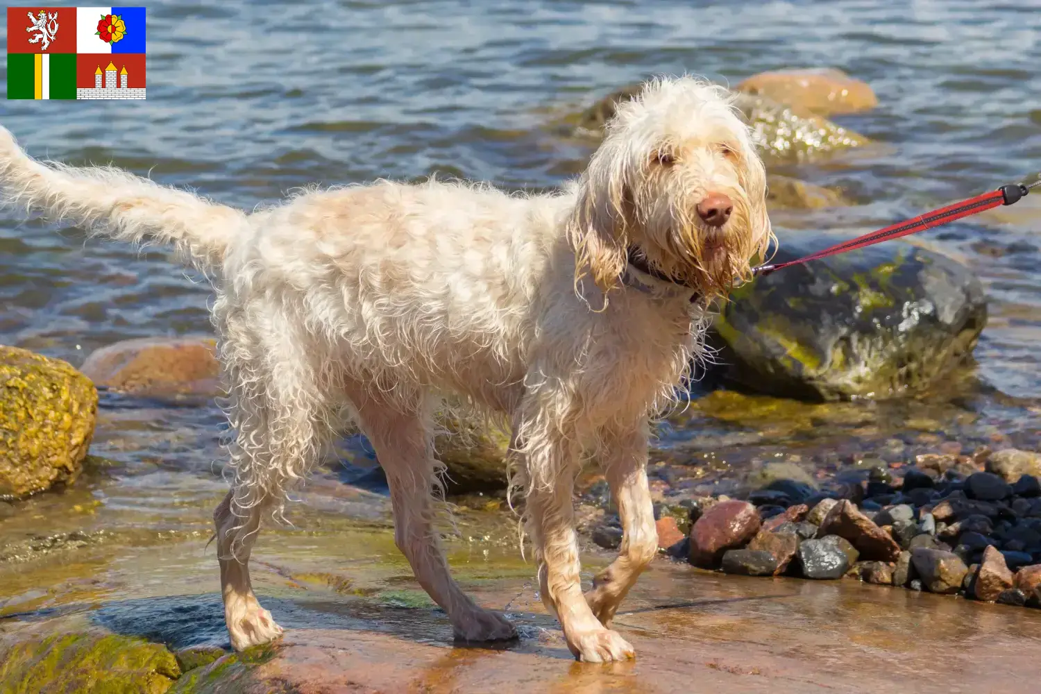 Read more about the article Spinone Italiano breeders and puppies in South Bohemia