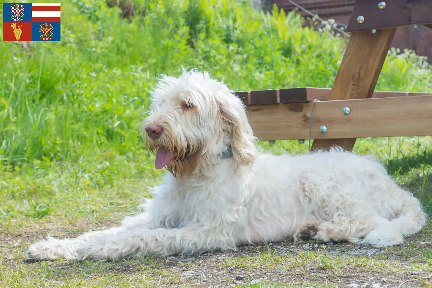 Read more about the article Spinone Italiano breeders and puppies in South Moravia