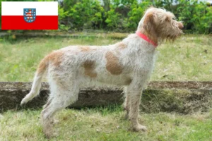 Read more about the article Spinone Italiano breeders and puppies in Thuringia