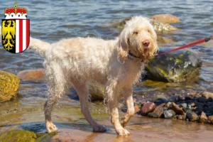 Read more about the article Spinone Italiano breeders and puppies in Upper Austria