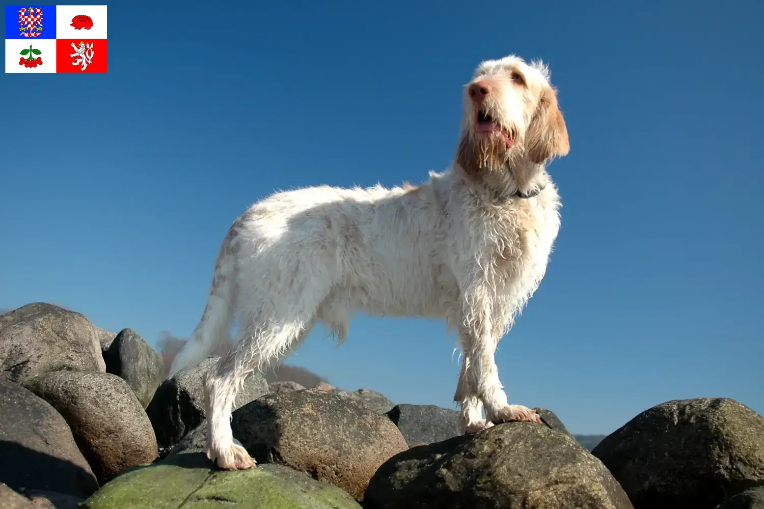 Read more about the article Spinone Italiano breeders and puppies in Vysočina