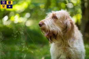 Read more about the article Spinone Italiano breeders and puppies in Zlín