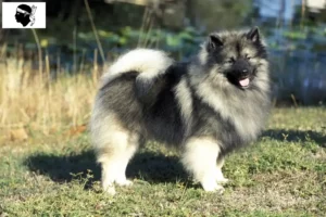 Read more about the article Spitz breeders and puppies in Corsica