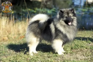 Read more about the article Spitz breeders and puppies in Prague